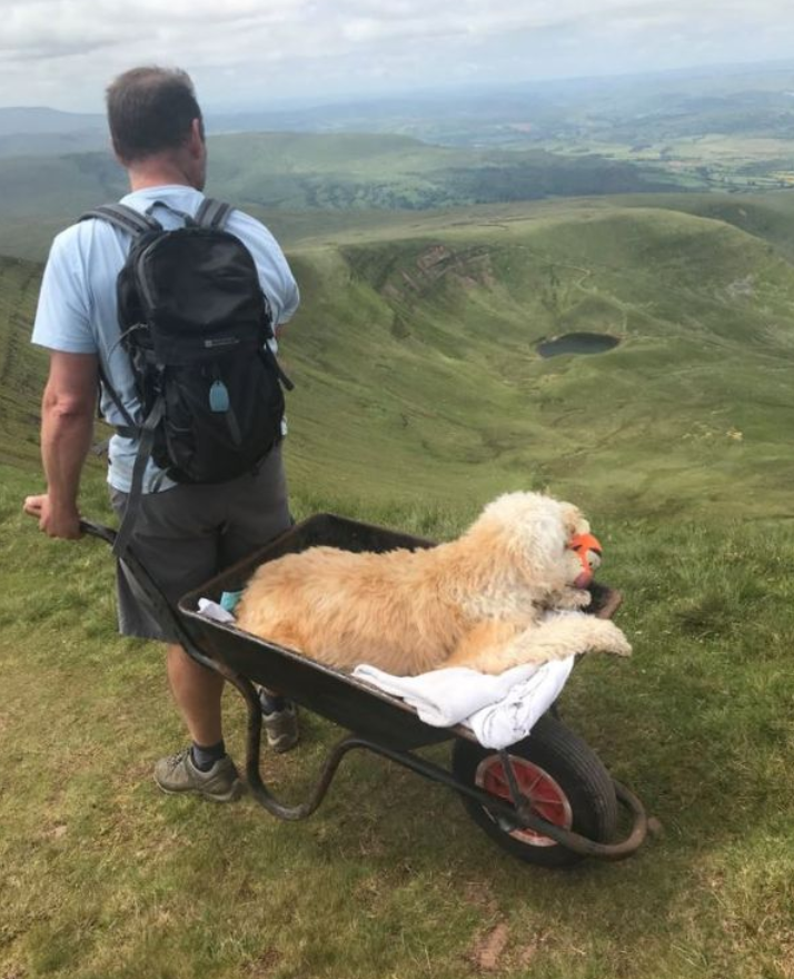 Letzte Wanderung: Mann schiebt todkranken Hund in Scheibtruhe Berg hoch