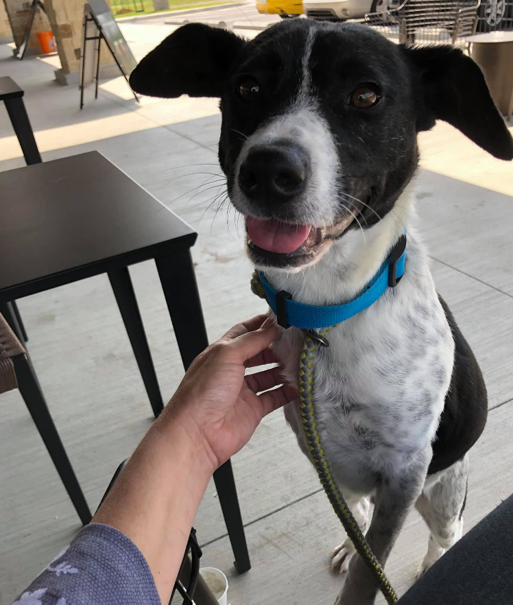 BARC Rescue Oklahoma/Facebook