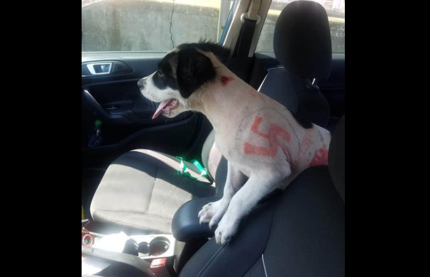 Facebook/@rescueonespringfield