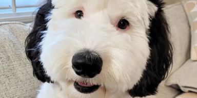 bayley.sheepadoodle/instagram