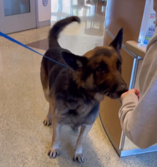 trishbauer_/Instagram