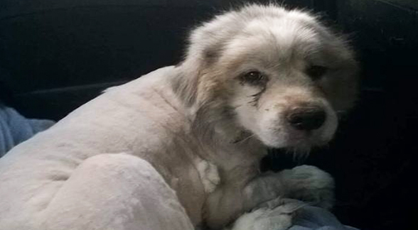 Facebook/Amanda Brooke Charsha-Lindsey