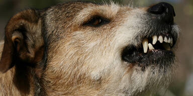 Hund zerfleischt 9-J&auml;hriger das Gesicht