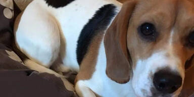 L&ouml;st dieses Hunde-Foto den Fall des Kinder-M&ouml;rders?