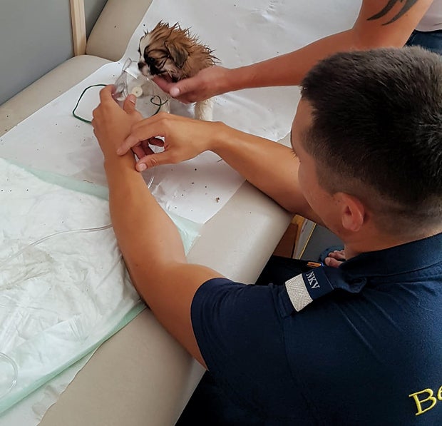 Feuerwehr rettet Hund aus Zaun