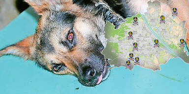 Hund_krank.jpg