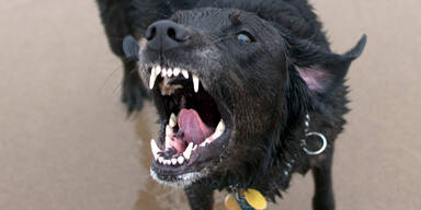 Hunde-Attacke in Wien-D&ouml;bling: M&auml;dchen (6) im Spital | "Frauerl" angezeigt