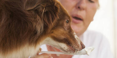 Innovation: WAU-WAU-Eis f&uuml;r Hunde