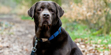 Hunde-Hundehalter-Neue Regeln