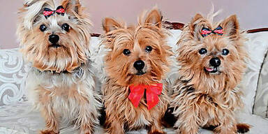 S&uuml;&szlig;e Hunde entf&uuml;hrt: 3.000 Euro Belohnung