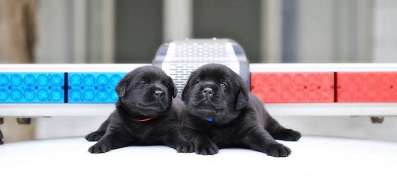 New Taipei City Police Department K9 Unit