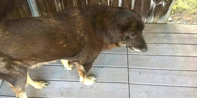 Polizei: Zehn Hunde vor Hitze-Tod gerettet