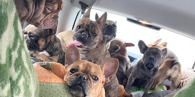 Heldenhafte Frau rettet 50 Hunde aus Ukraine