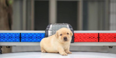 New Taipei City Police Department K9 Unit