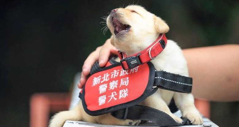 New Taipei City Police Department K9 Unit