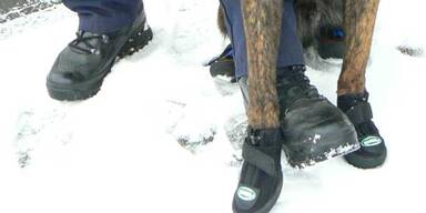 Polizeihunde tragen jetzt Schuhe