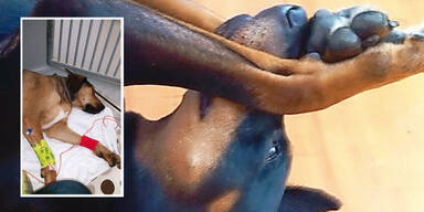 Schüsse und Gift-Attacke auf Hunde