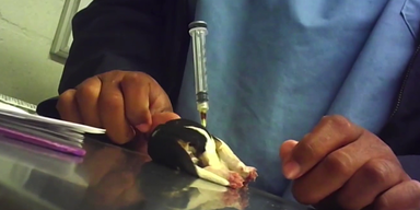 Hundefabrik ohne BB (1).png