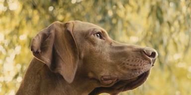 Hunden Gesetz.PNG