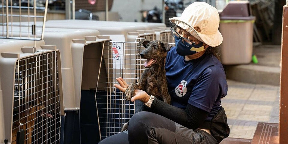 Unsere Tiere - Tierschutz-CH - Kambodscha, Hunde, Schlachthaus - 1- Sendung 14032021