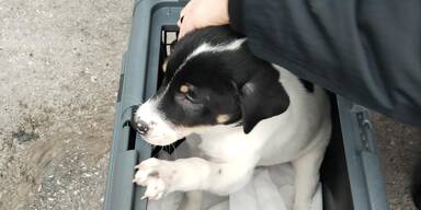Unter K&uuml;hlschrank versteckt: Hundewelpe aus Transporter gerettet