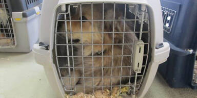 Hundeschmuggler pferchten 22 Welpen in Auto