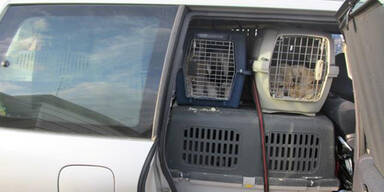 Hundeschmuggler pferchten 22 Welpen in Auto