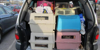 Hundeschmuggler pferchten 22 Welpen in Auto