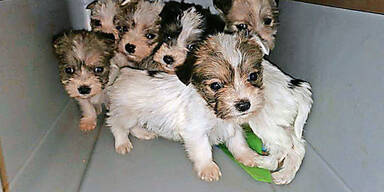 Sechs s&uuml;&szlig;e Hundewelpen ausgesetzt
