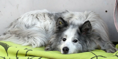 Hundi