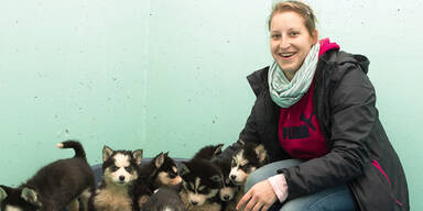 Hundehandel mit acht Husky-Welpen vereitelt