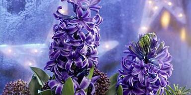 Hyazinthen sorgen f&uuml;r Duft in der guten Stube