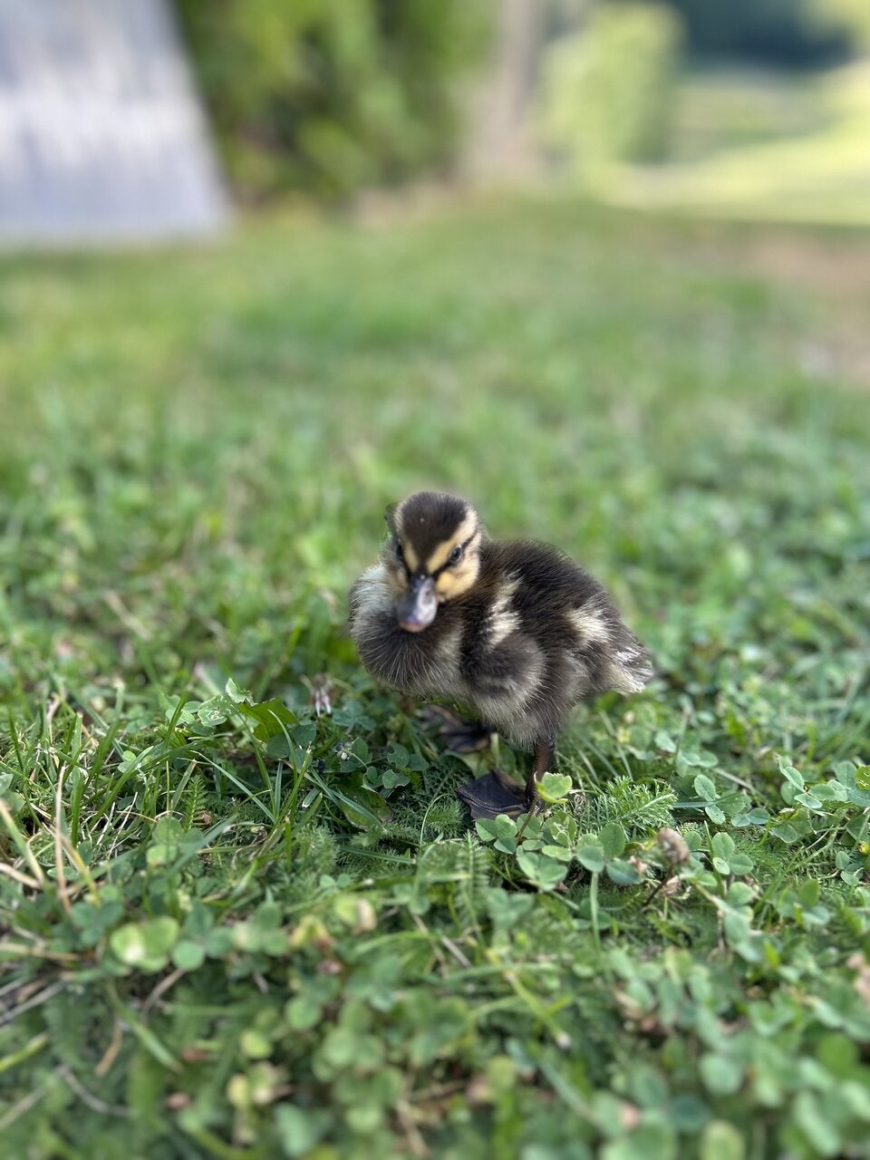 Besuch aus Entenhausen im Netz NÖ Service Center