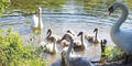Tierhasser tötete Schwan-Familie