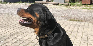 Rottweiler beißt Ehepaar: Jetzt spricht der Hundebesitzer