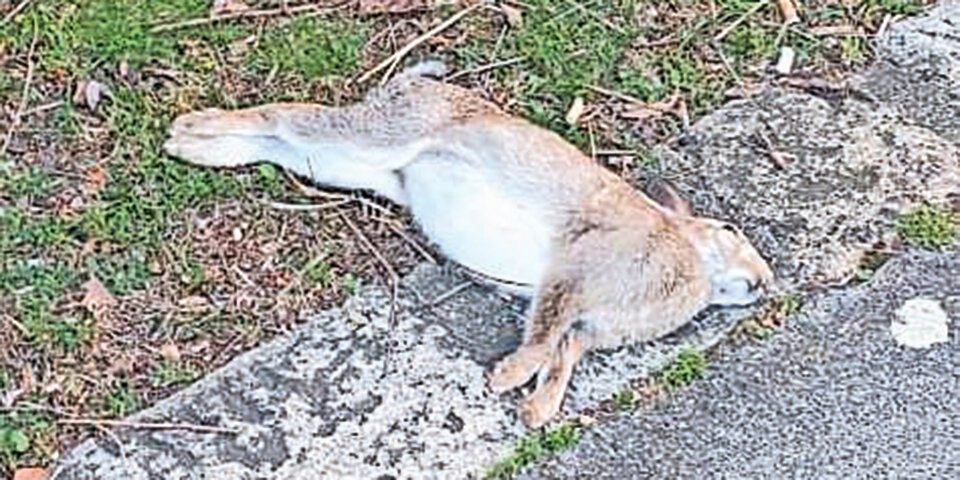 Entsetzen über Massensterben der süßen Kaninchen am Handelskai