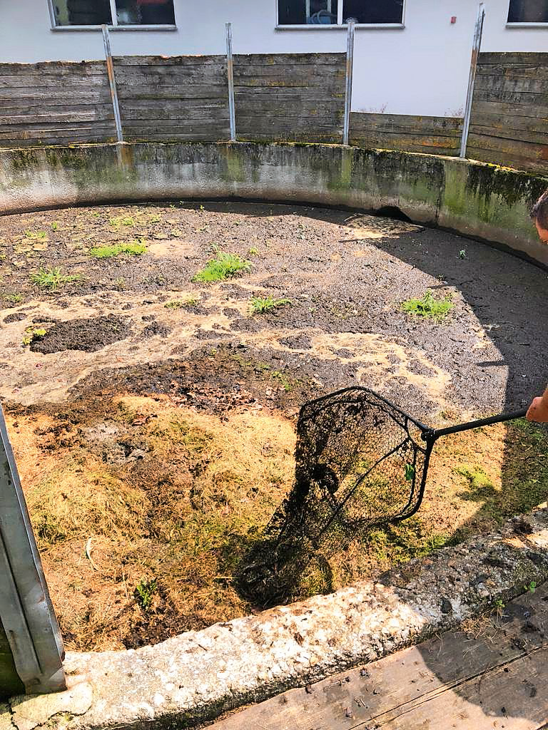 Ente saß 3 Wochen in Gülle-Grube fest – endlich befreit