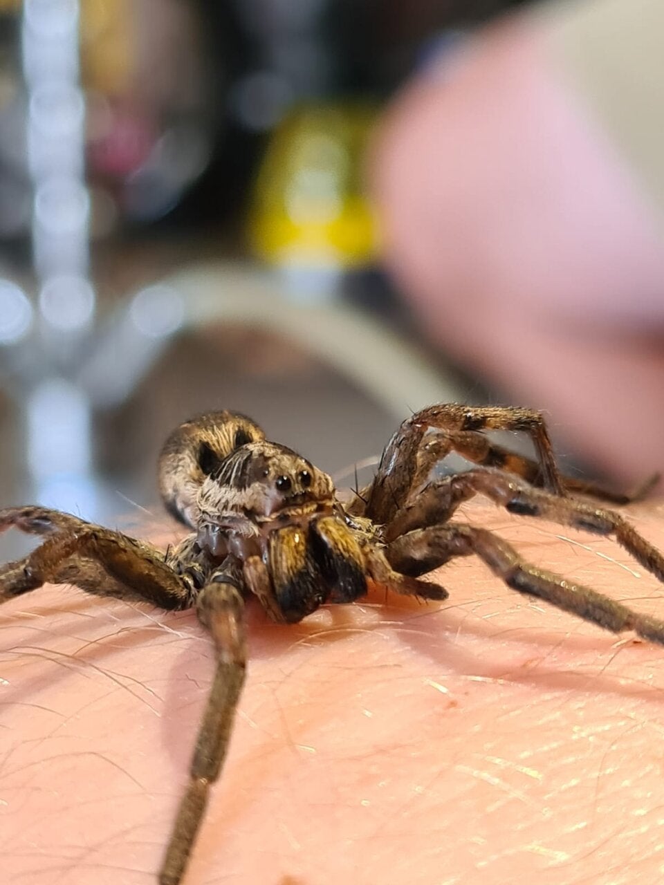 Gift-Spinnen-Alarm: Tier in Garage entdeckt