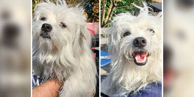 Verzweifelter Tierbesitzer drohte damit, Hund zu t&ouml;ten