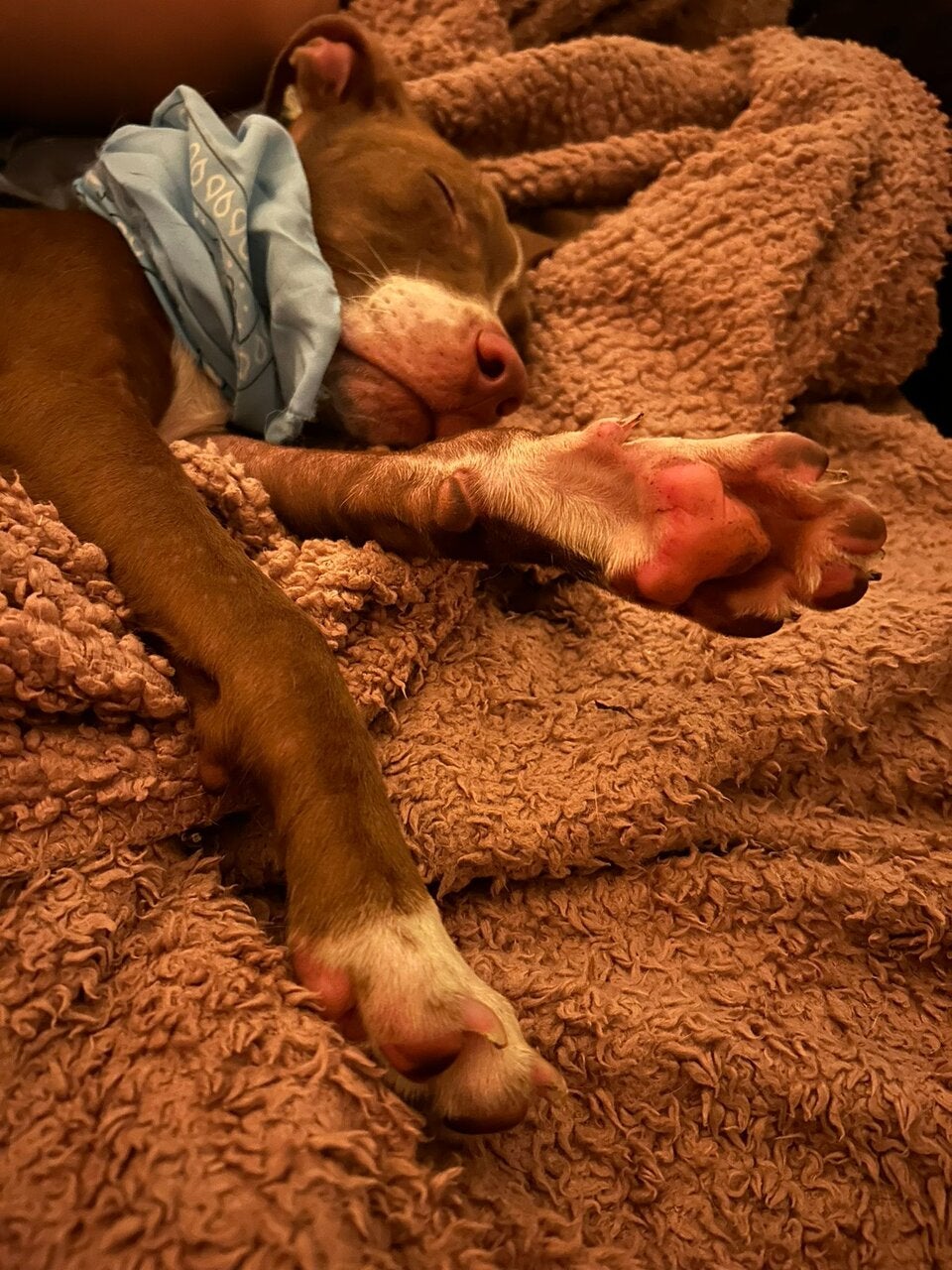 23 hunde gerettet pfotenhilfe