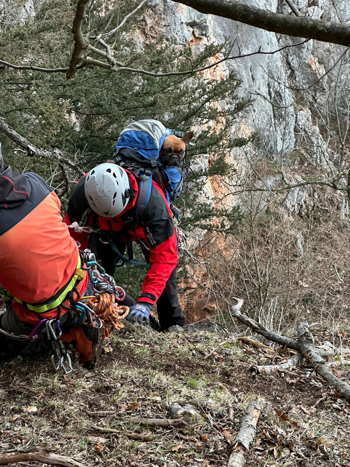 Hund überlebt 30 Meter Absturz auf der Hohen Wand