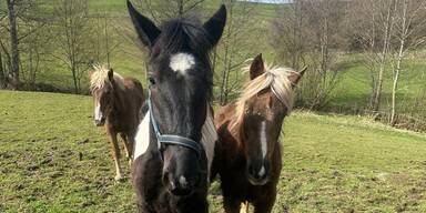 Pferdehof Tierqu&auml;lerei