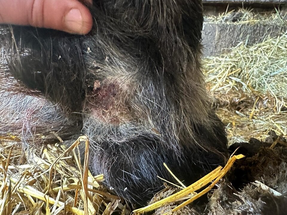 Pferdehof Tierquälerei