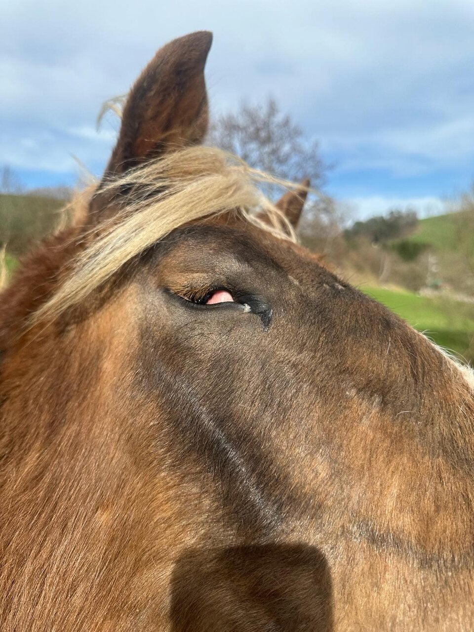 Pferdehof Tierquälerei