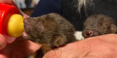 Marderbabys hausabbruch Mattsee