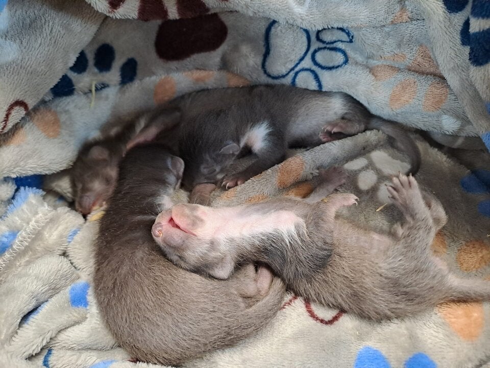 Marderbabys hausabbruch Mattsee