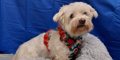 Havaneser Snoopy s&uuml;&szlig;er Hund