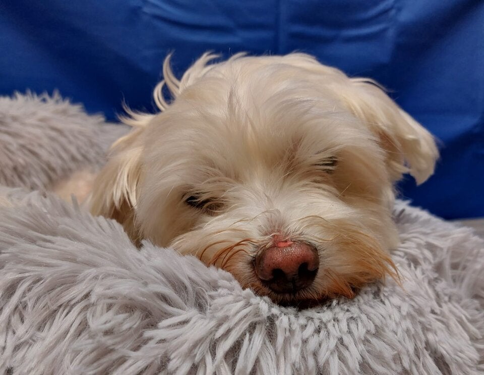 Havaneser Snoopy süßer Hund