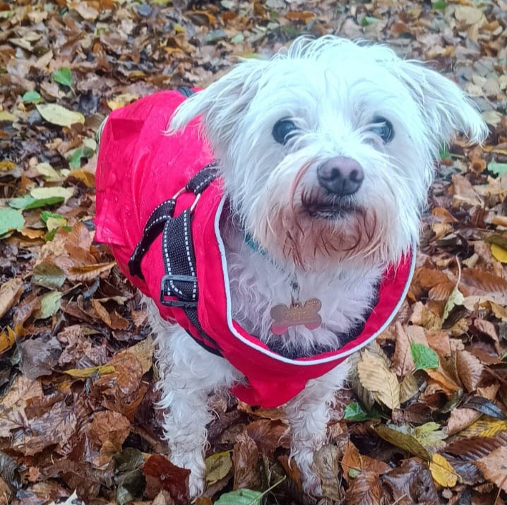 Havaneser Snoopy süßer Hund