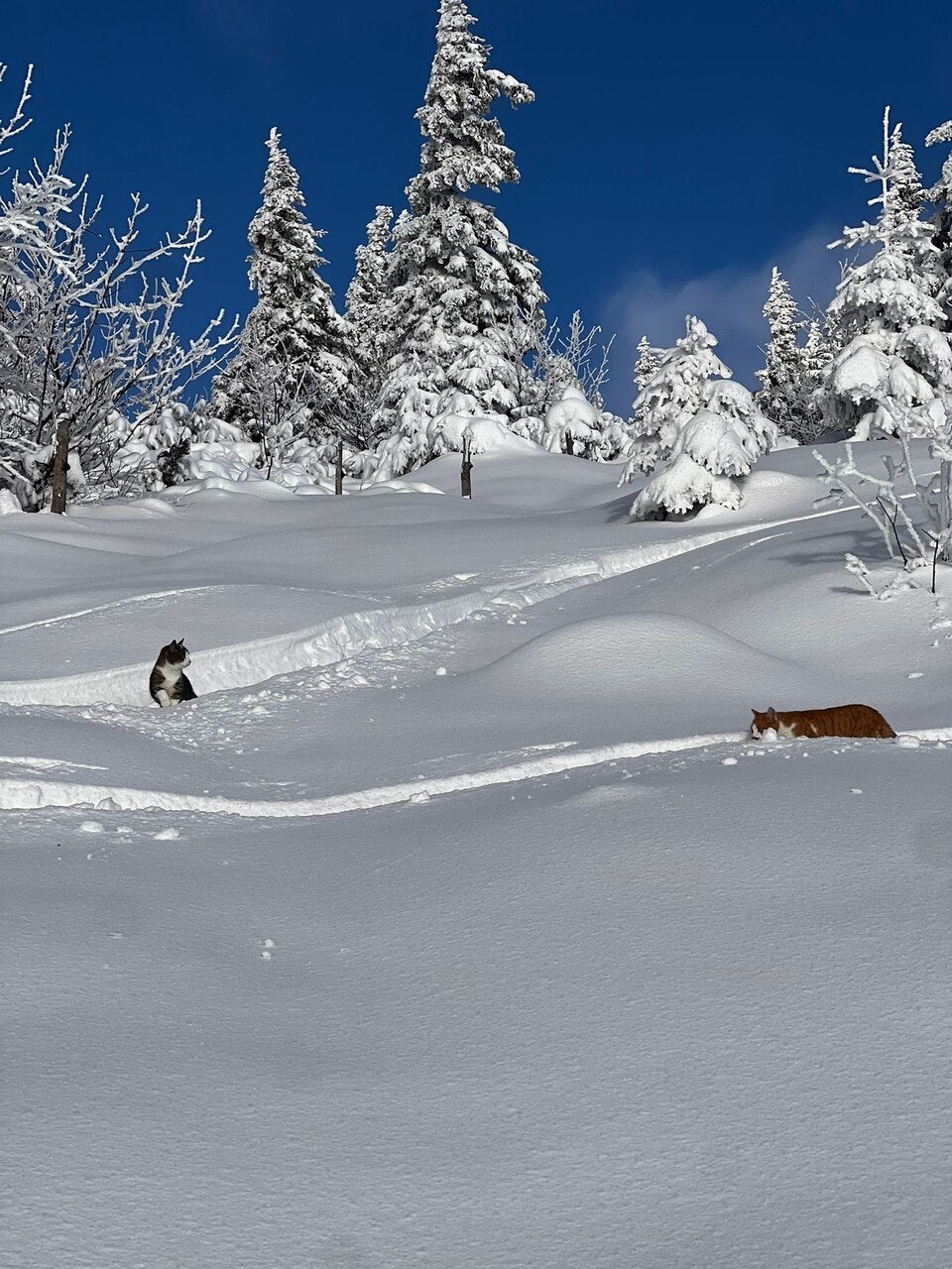 Katzen auf Skipiste ausgesetzt – aufwendige Rettung